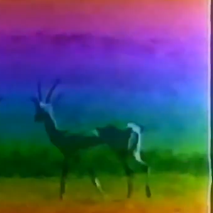 vhs dream 0228