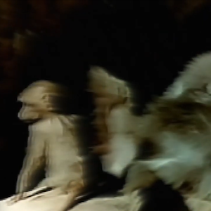 vhs dream 0228