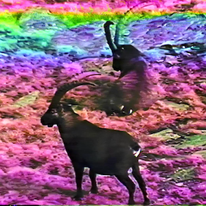 vhs dream 0228